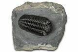 Prone Pedinopariops Trilobite - Mrakib, Morocco #348134-2